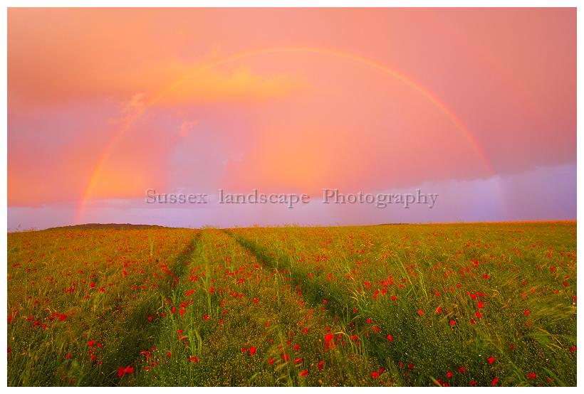 slides/Poppy Rainbow.jpg rainbow,poppies,sunset,south downs national park,summer,wind, rain,elements of nature Poppy Rainbow